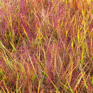 Purpur-Liebesgras 'Purpurflirren' (Eragrostis spectabilis)