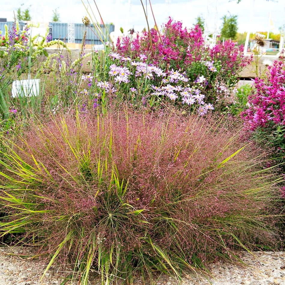 Purpur-Liebesgras 'Purpurflirren' (Eragrostis spectabilis)
