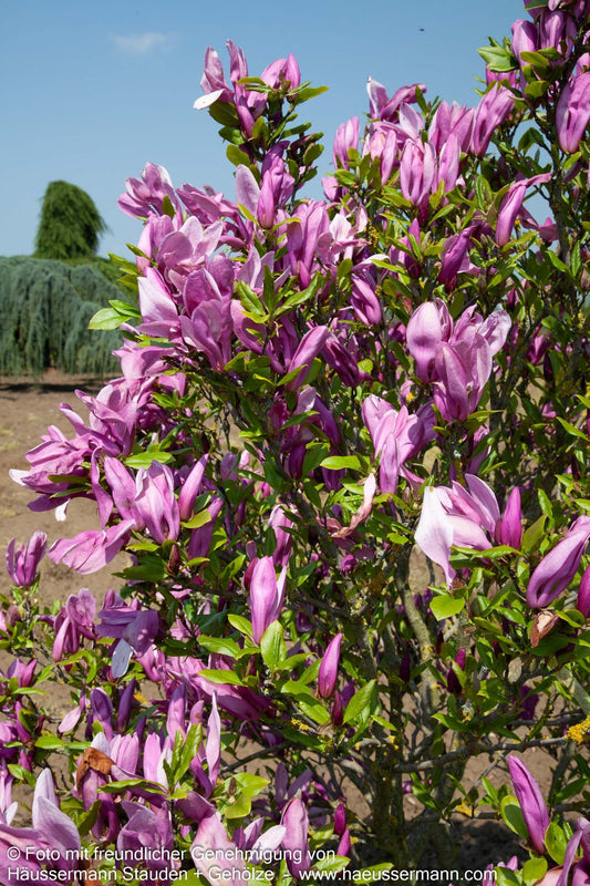 Purpur-Magnolie 'Nigra' (Magnolia liliiflora)