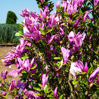 Purpur-Magnolie 'Nigra' (Magnolia liliiflora)