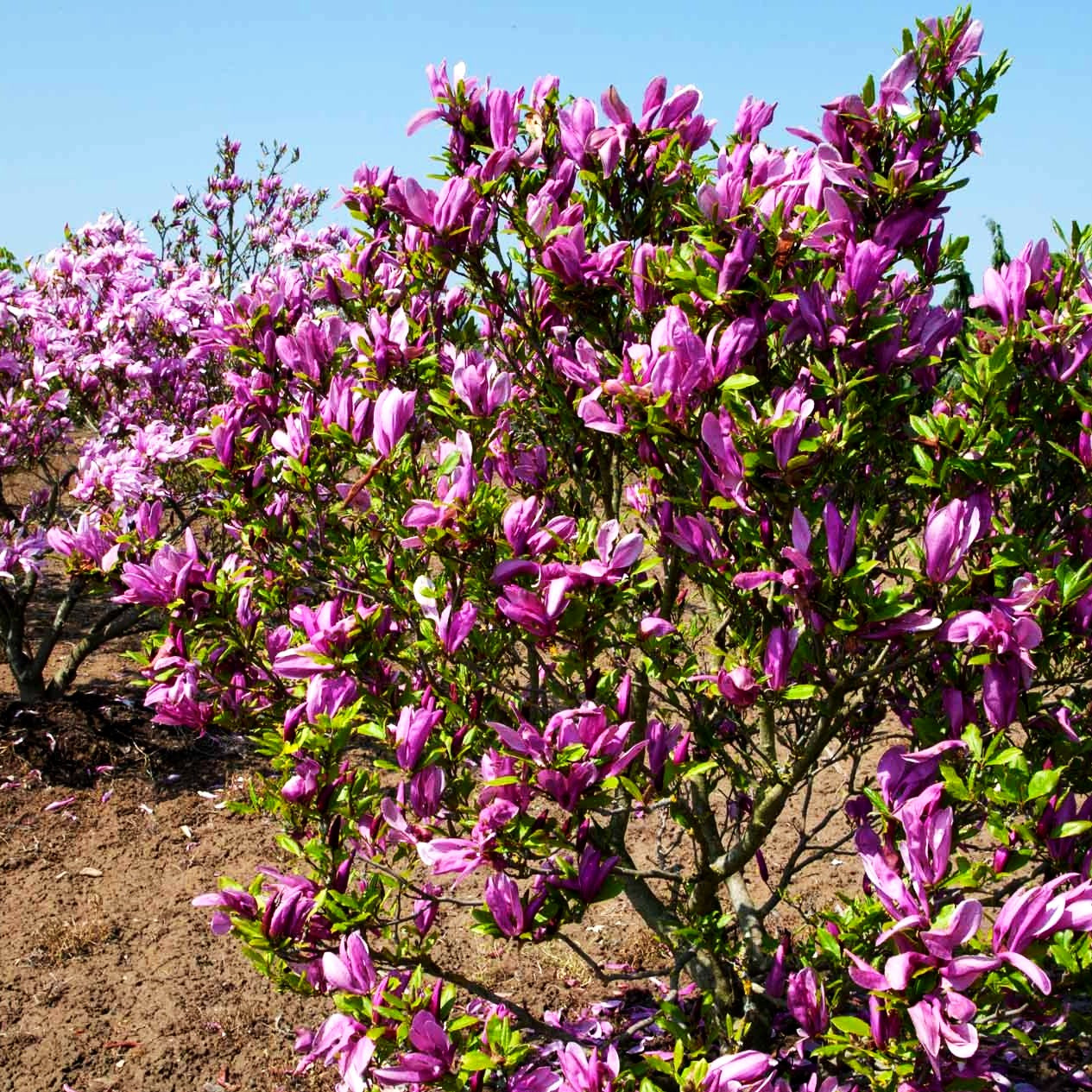 Purpur-Magnolie 'Nigra' (Magnolia liliiflora)