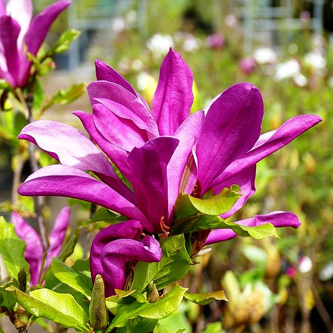 Purpur-Magnolie 'Susan' (Magnolia liliiflora)