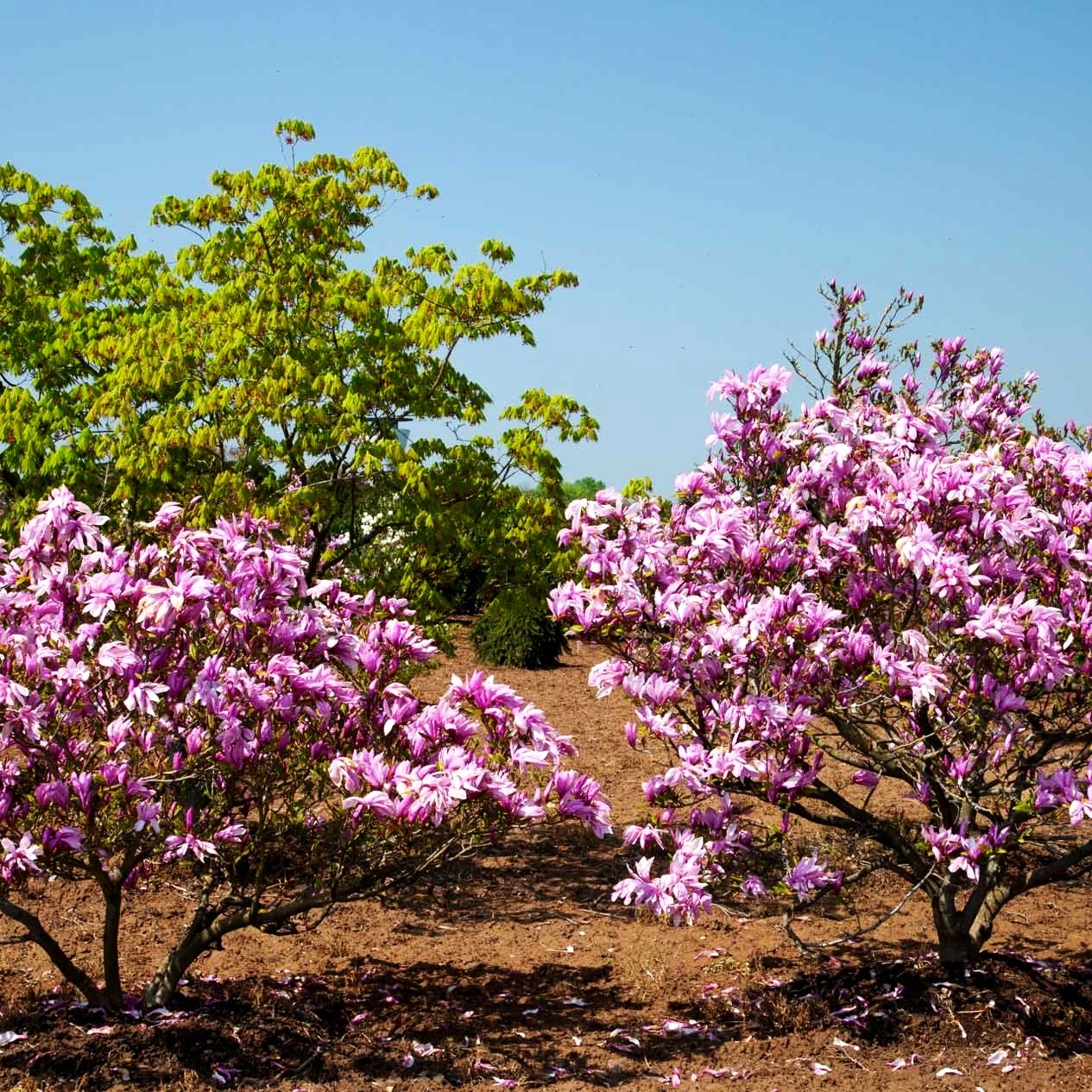 Purpur-Magnolie 'Susan' (Magnolia liliiflora)
