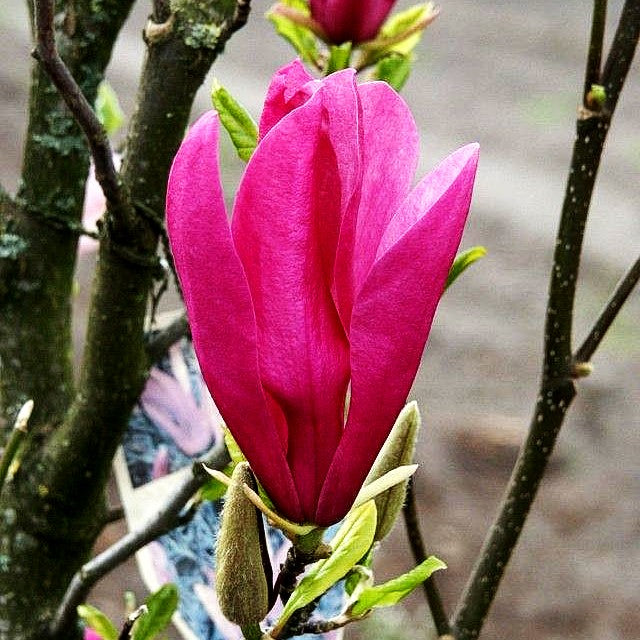 Purpur-Magnolie 'Susan' (Magnolia liliiflora)