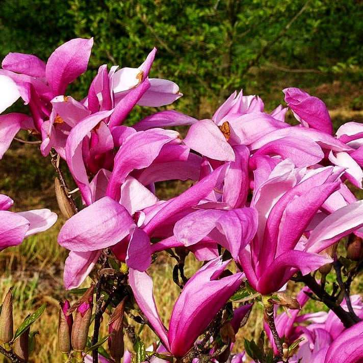 Purpur-Magnolie 'Susan' (Magnolia liliiflora)