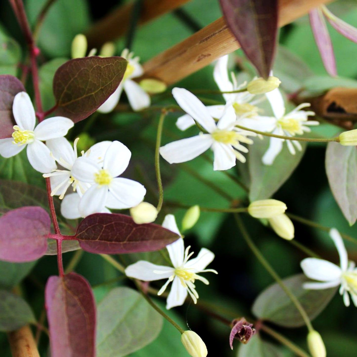 Purpur-Stauden-Waldrebe 'Purpurea' (Clematis recta)