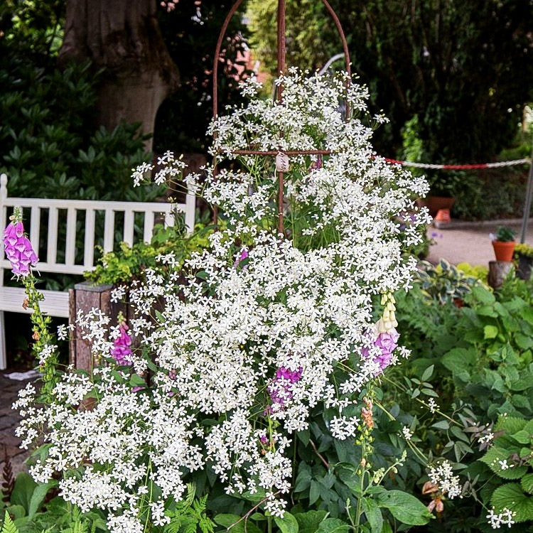 Purpur-Stauden-Waldrebe 'Purpurea' (Clematis recta)