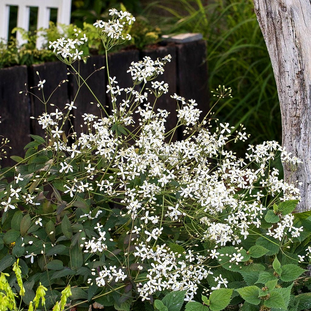 Purpur-Stauden-Waldrebe 'Purpurea' (Clematis recta)
