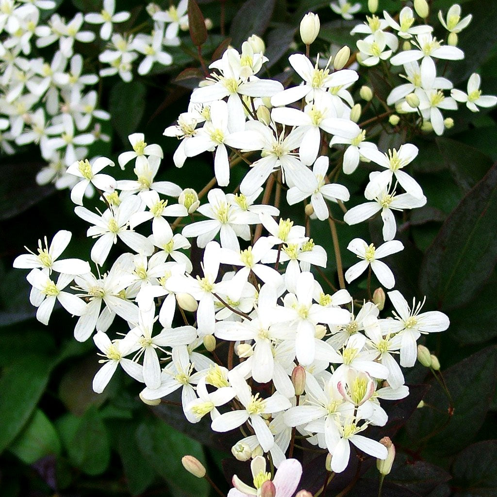 Purpur-Stauden-Waldrebe 'Purpurea' (Clematis recta)