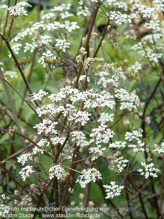 Purpur-Wiesen-Kerbel 'Ravenswing' (Anthriscus sylvestris)