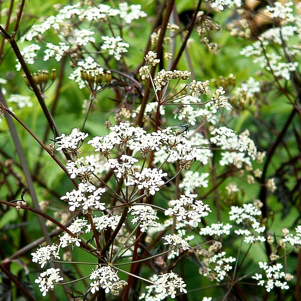 Purpur-Wiesen-Kerbel 'Ravenswing' (Anthriscus sylvestris)