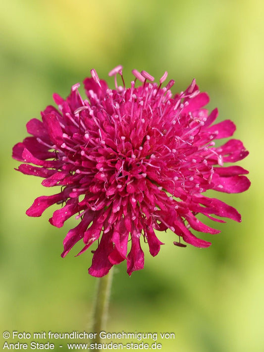 Purpur-Witwenblume (Knautia macedonica)