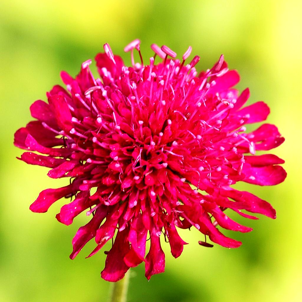 Purpur-Witwenblume (Knautia macedonica)