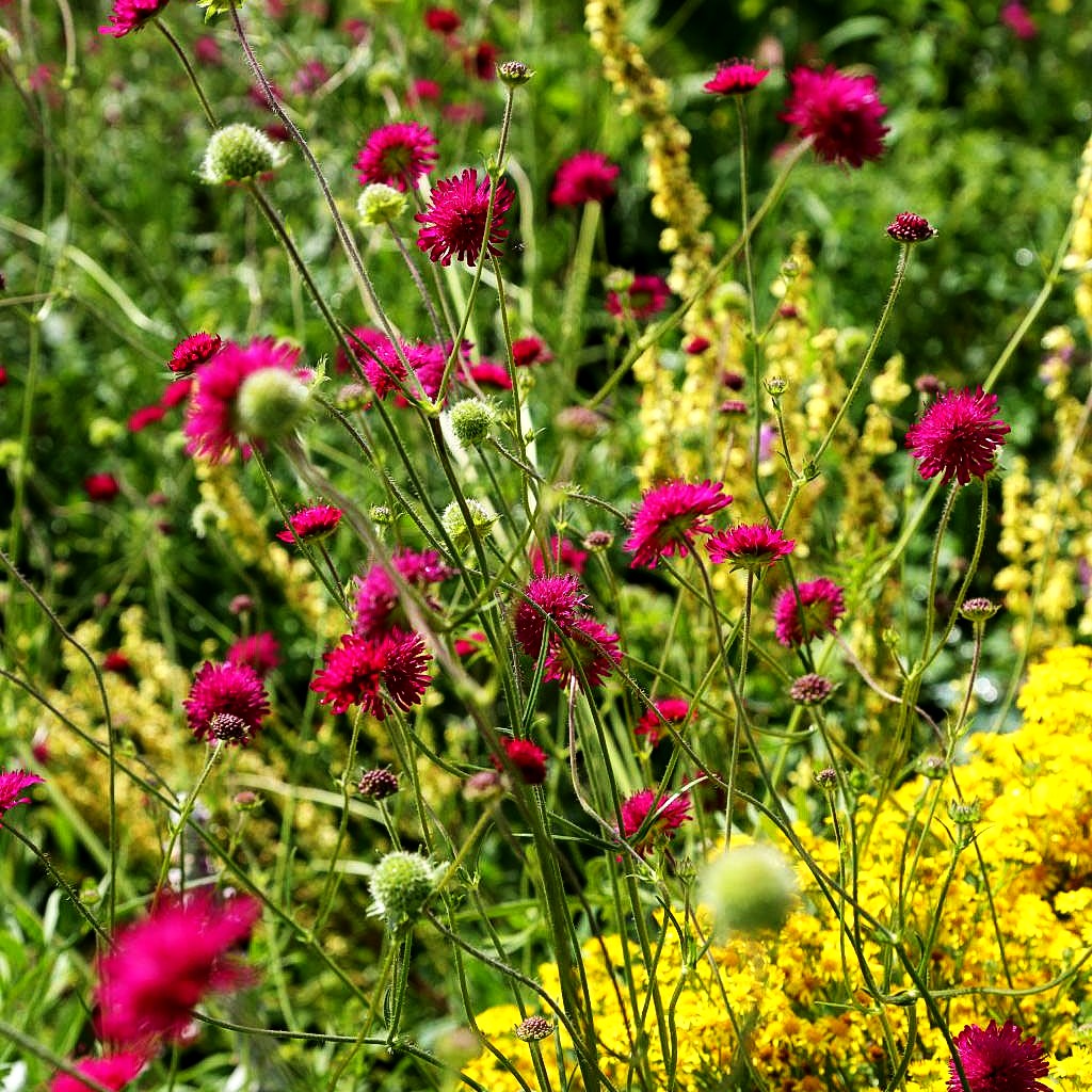 Purpur-Witwenblume (Knautia macedonica)