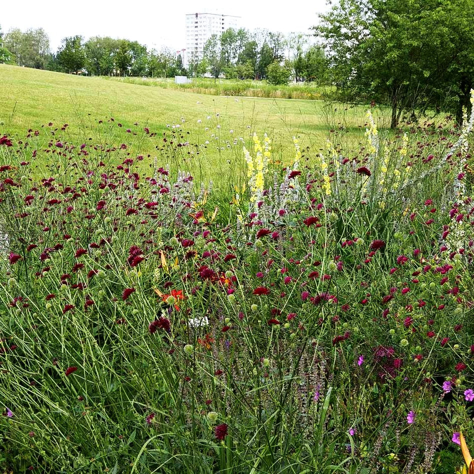 Purpur-Witwenblume (Knautia macedonica)