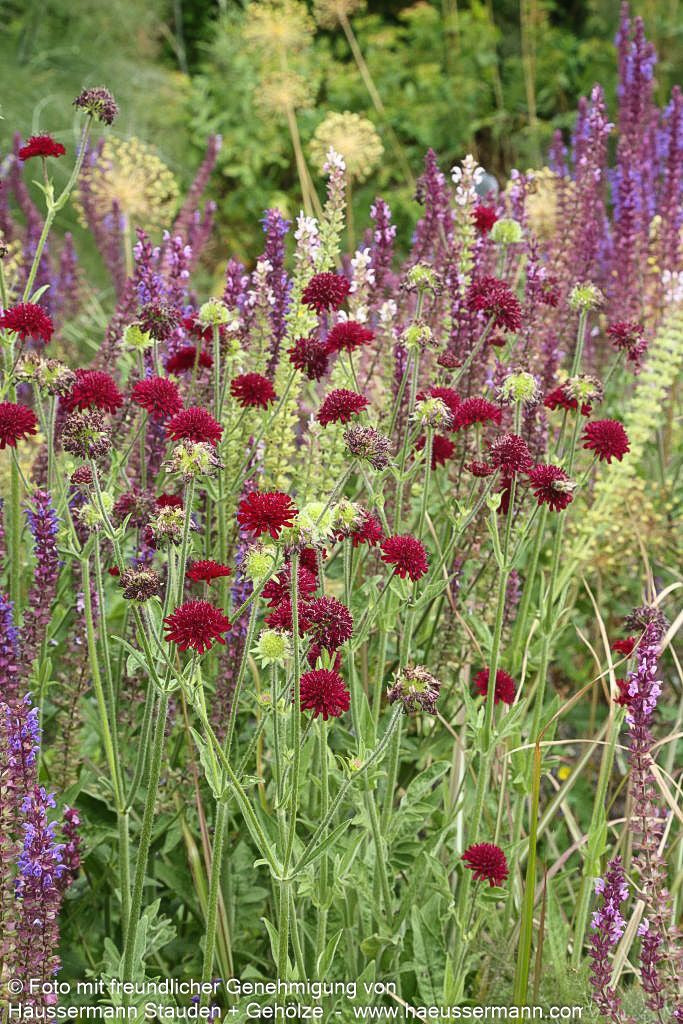 Purpur-Witwenblume (Knautia macedonica)