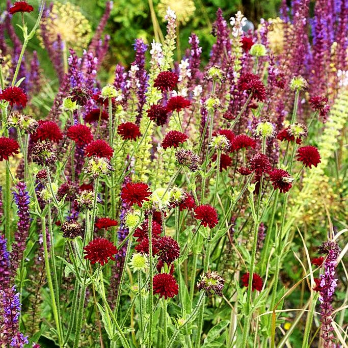 Purpur-Witwenblume (Knautia macedonica)