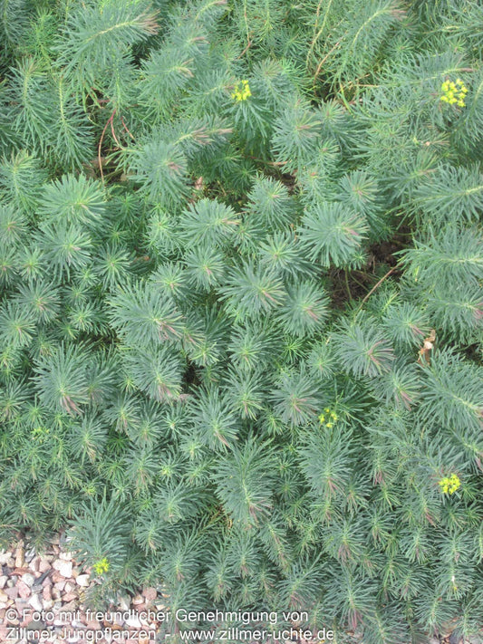 Purpur-Zypressen-Wolfsmilch 'Clarice Howard' (Euphorbia cyparissias)