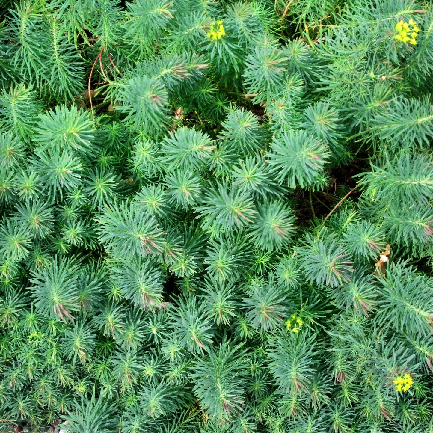 Purpur-Zypressen-Wolfsmilch 'Clarice Howard' (Euphorbia cyparissias)