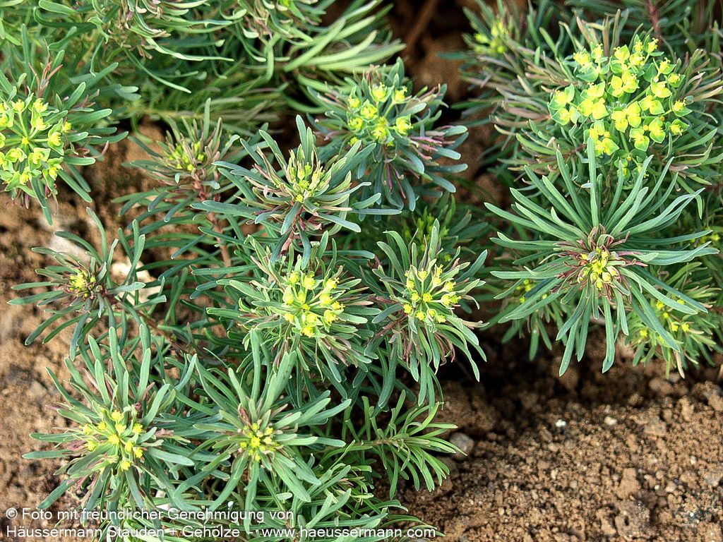 Purpur-Zypressen-Wolfsmilch 'Clarice Howard' (Euphorbia cyparissias)