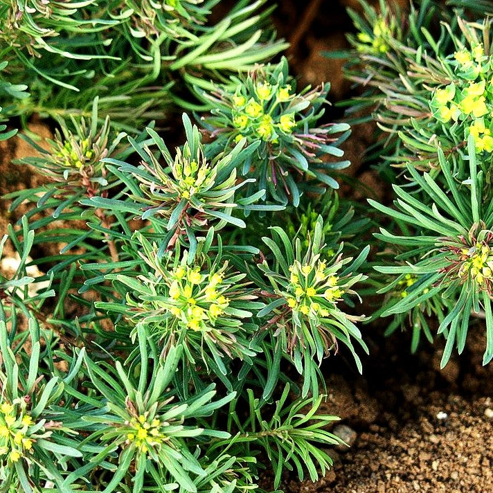 Purpur-Zypressen-Wolfsmilch 'Clarice Howard' (Euphorbia cyparissias)