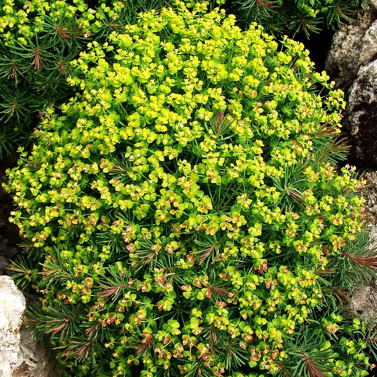 Purpur-Zypressen-Wolfsmilch 'Clarice Howard' (Euphorbia cyparissias)