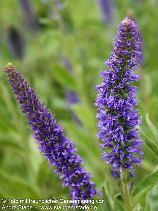 Purpurblauer Ehrenpreis (Veronica porphyriana)