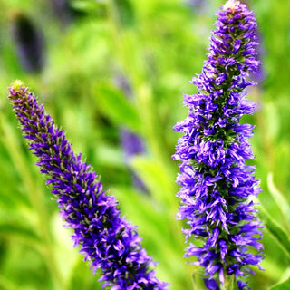 Purpurblauer Ehrenpreis (Veronica porphyriana)