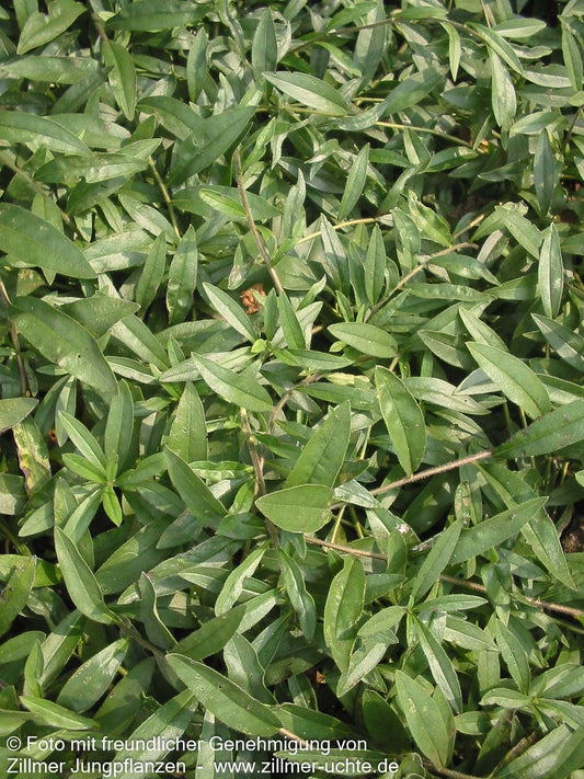 Purpurblauer Steinsame (Buglossoides purpurocaerulea)