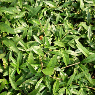 Purpurblauer Steinsame (Buglossoides purpurocaerulea)