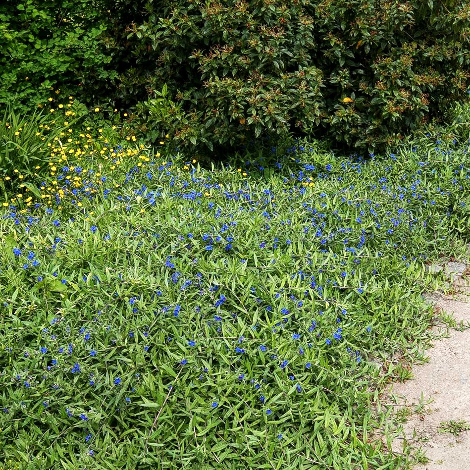 Purpurblauer Steinsame (Buglossoides purpurocaerulea)