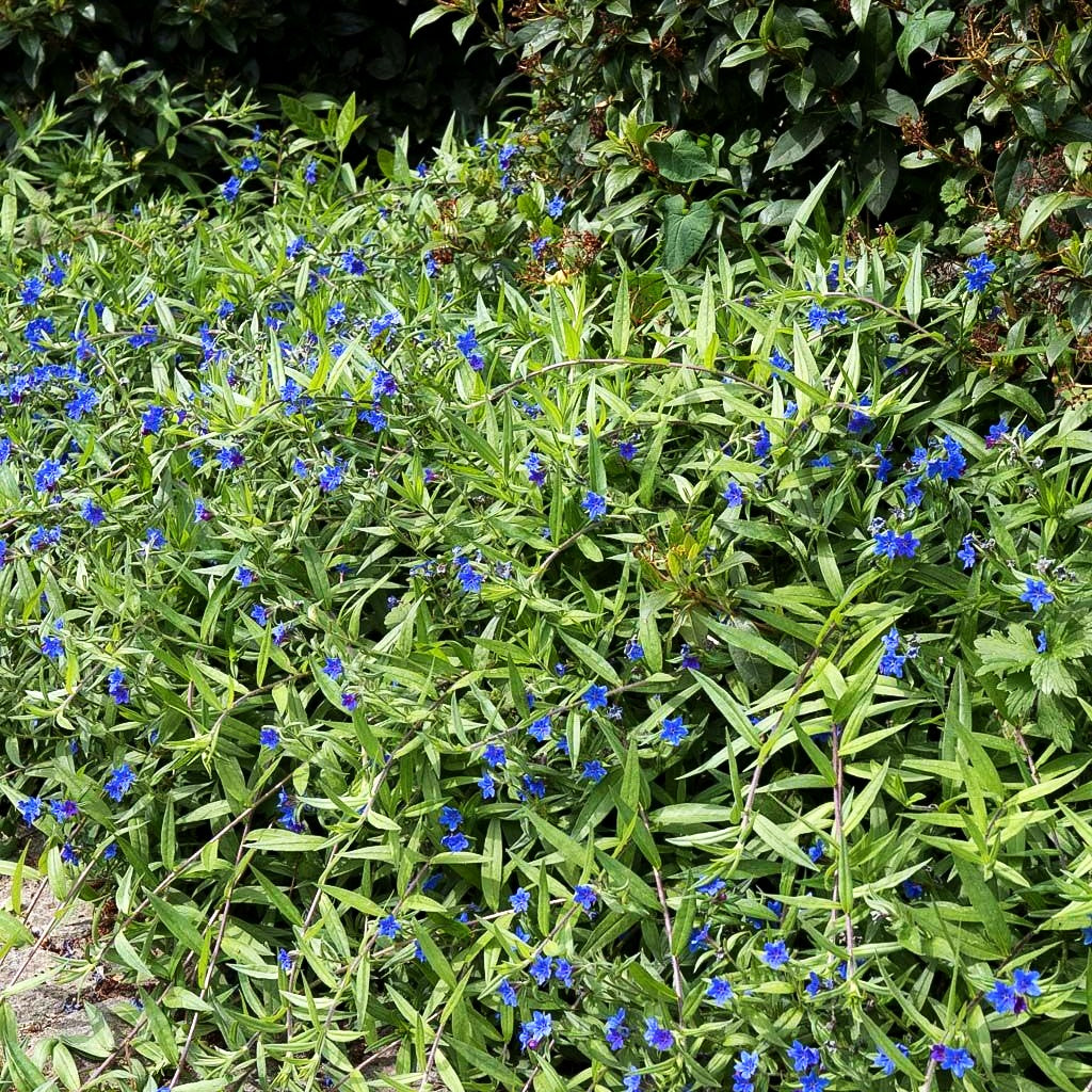 Purpurblauer Steinsame (Buglossoides purpurocaerulea)