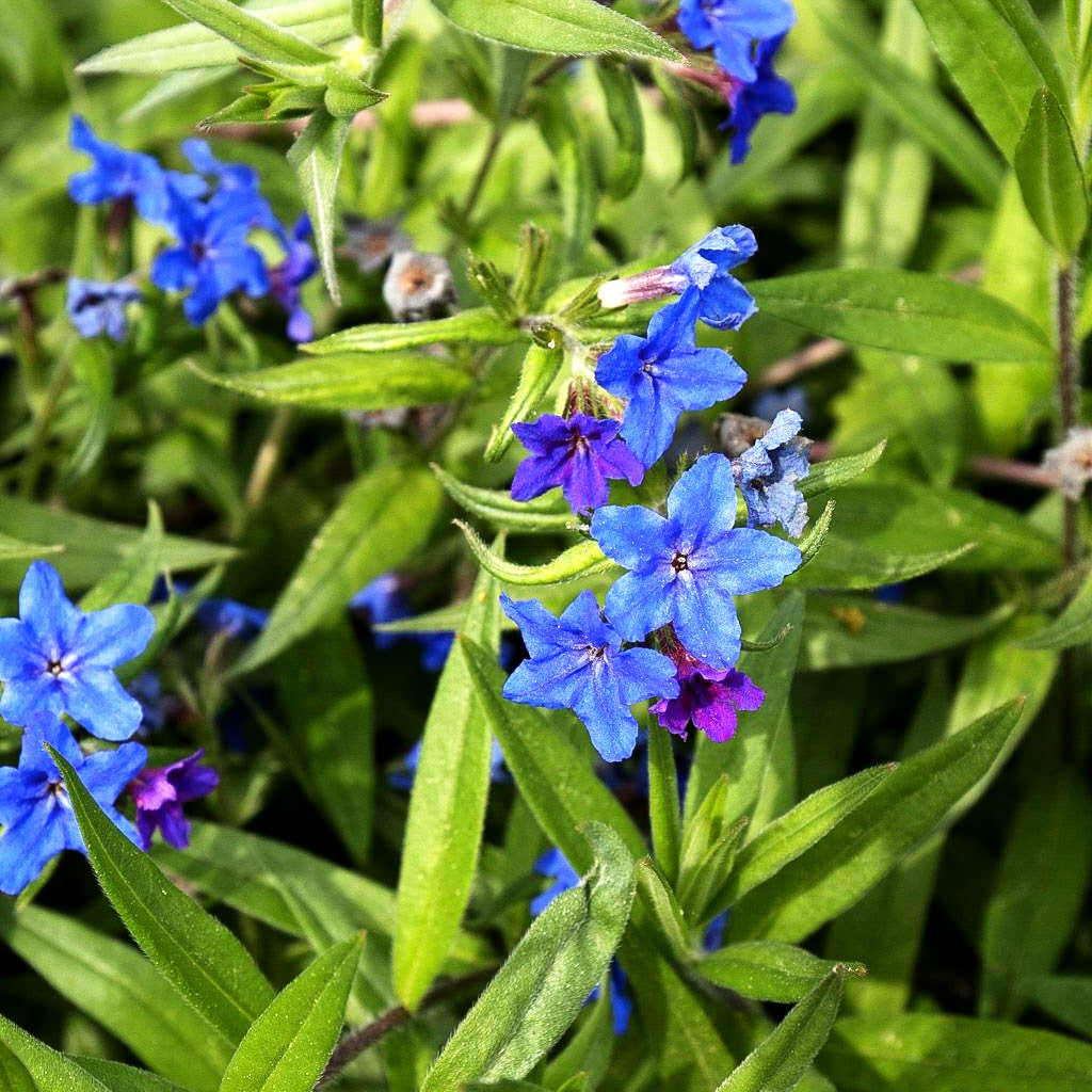 Purpurblauer Steinsame (Buglossoides purpurocaerulea)