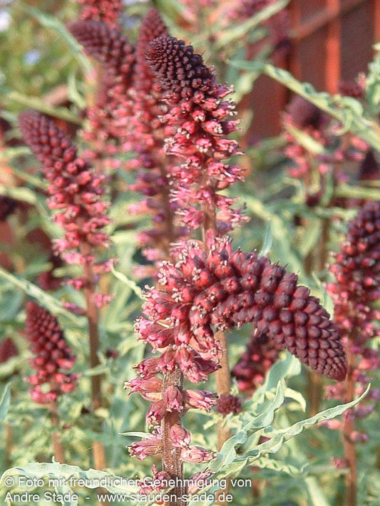 Purpurblühender Felberich (Lysimachia atropurpurea)