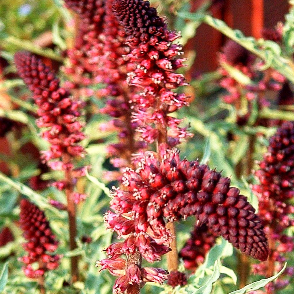 Purpurblühender Felberich (Lysimachia atropurpurea)