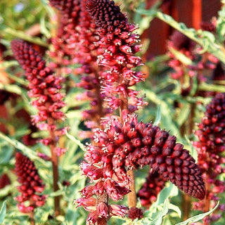 Purpurblühender Felberich (Lysimachia atropurpurea)