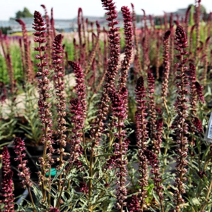 Purpurblühender Felberich (Lysimachia atropurpurea)