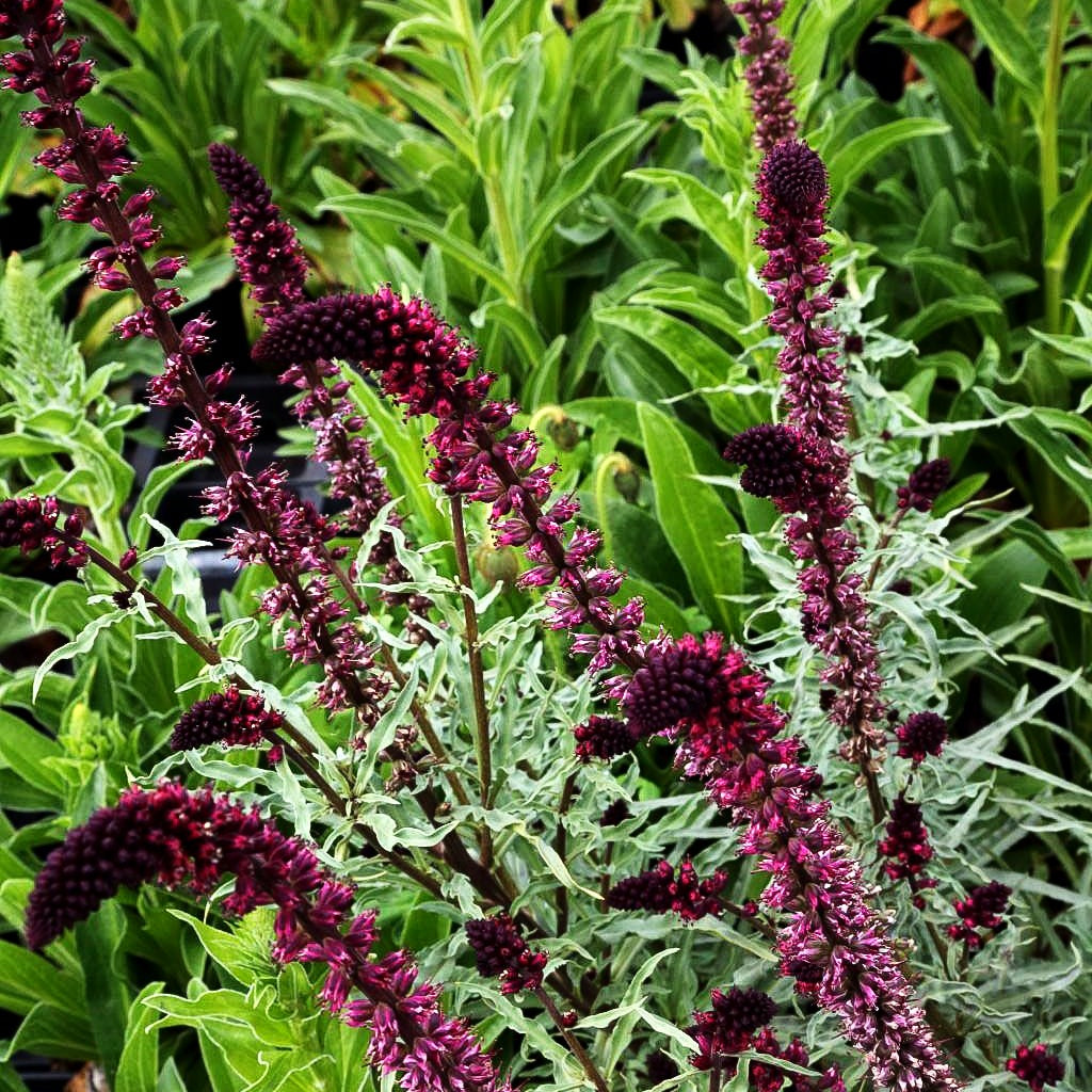 Purpurblühender Felberich (Lysimachia atropurpurea)