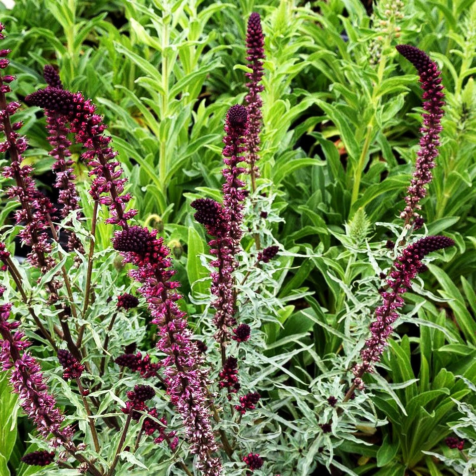 Purpurblühender Felberich (Lysimachia atropurpurea)