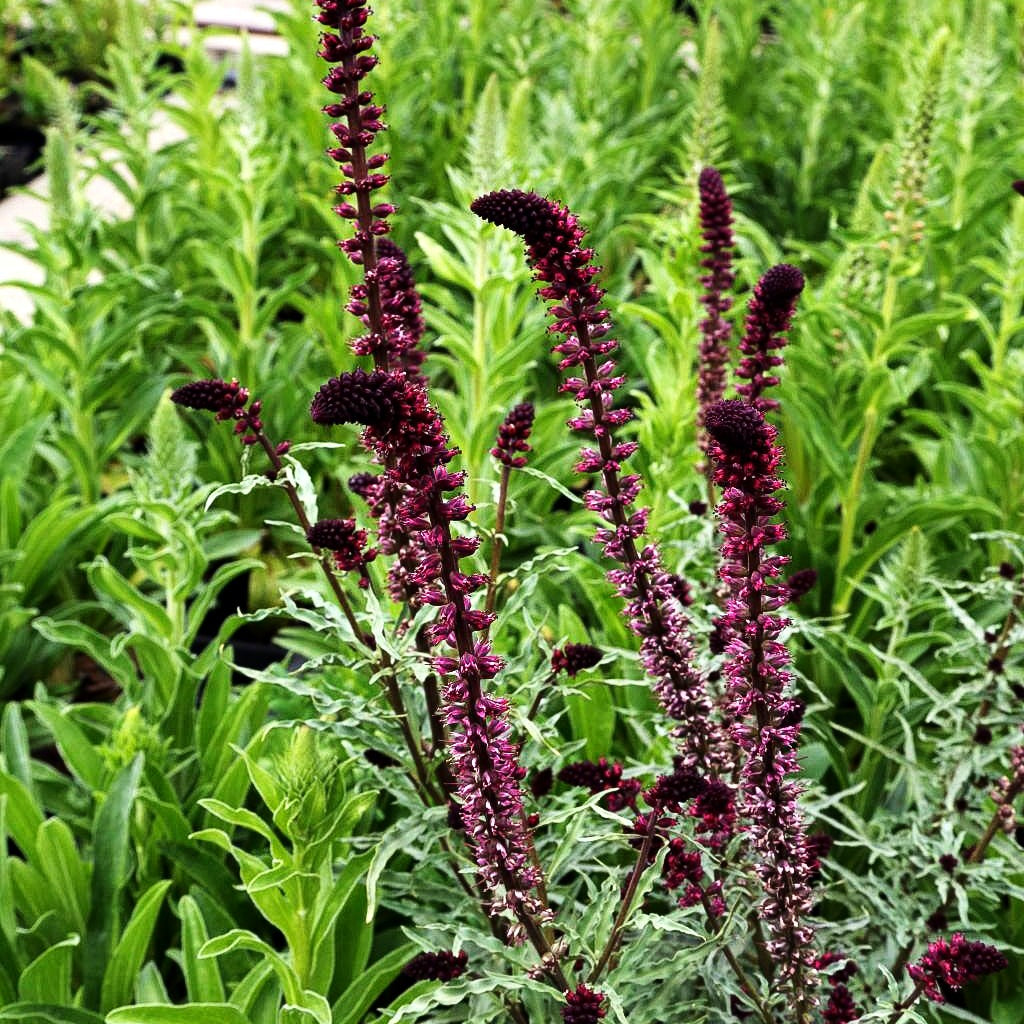 Purpurblühender Felberich (Lysimachia atropurpurea)