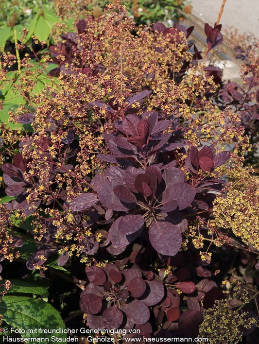 Purpurfarbener Perückenstrauch 'Royal Purple' (Cotinus coggygria)