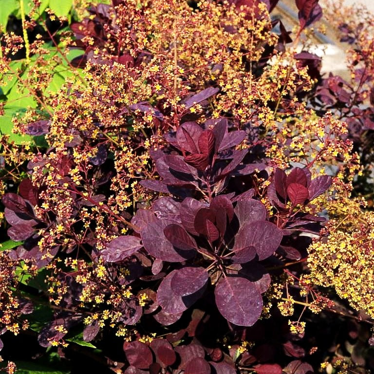 Purpurfarbener Perückenstrauch 'Royal Purple' (Cotinus coggygria)