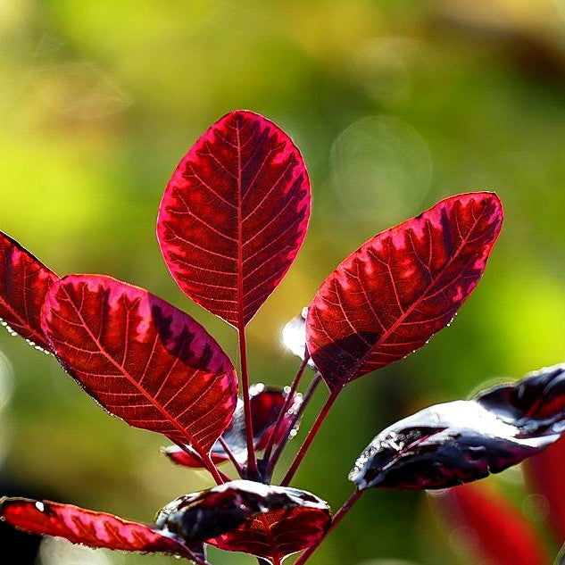 Purpurfarbener Perückenstrauch 'Royal Purple' (Cotinus coggygria)