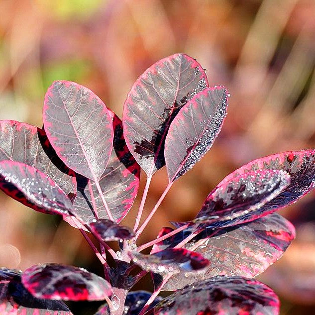 Purpurfarbener Perückenstrauch 'Royal Purple' (Cotinus coggygria)
