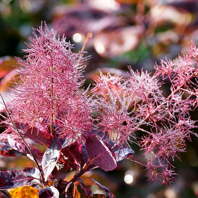 Purpurfarbener Perückenstrauch 'Royal Purple' (Cotinus coggygria)
