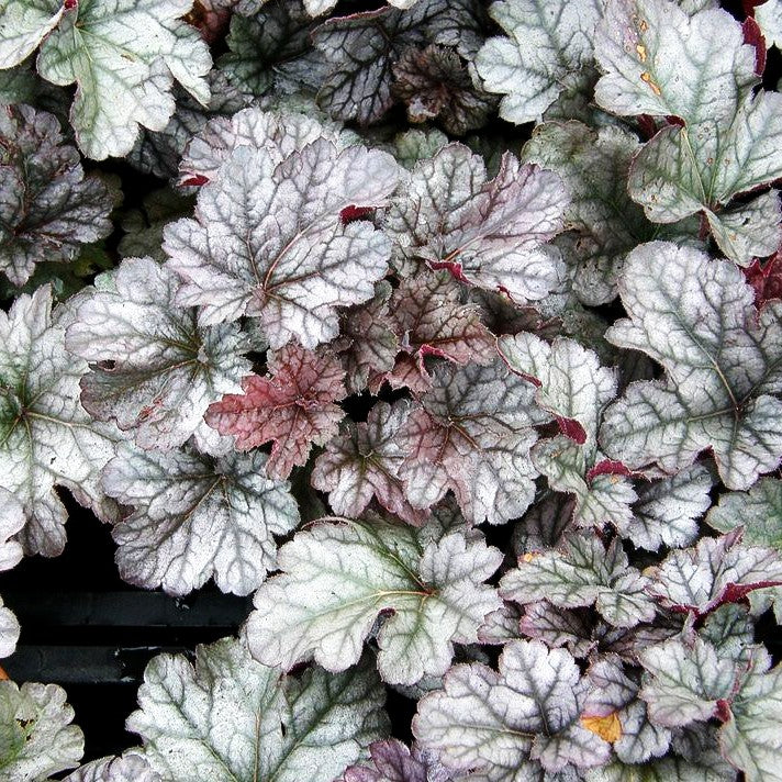 Purpurglöckchen 'Cinnabar Silver' (Heuchera x brizoides)