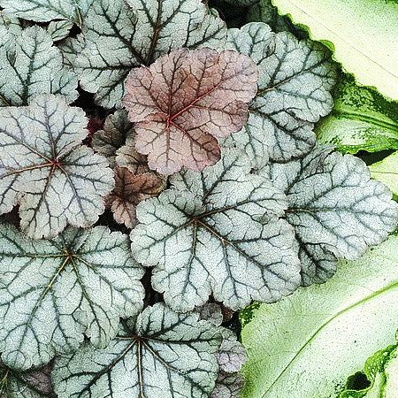 Purpurglöckchen 'Cinnabar Silver' (Heuchera x brizoides)