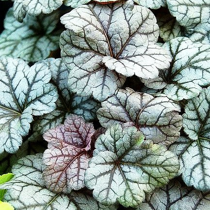 Purpurglöckchen 'Cinnabar Silver' (Heuchera x brizoides)