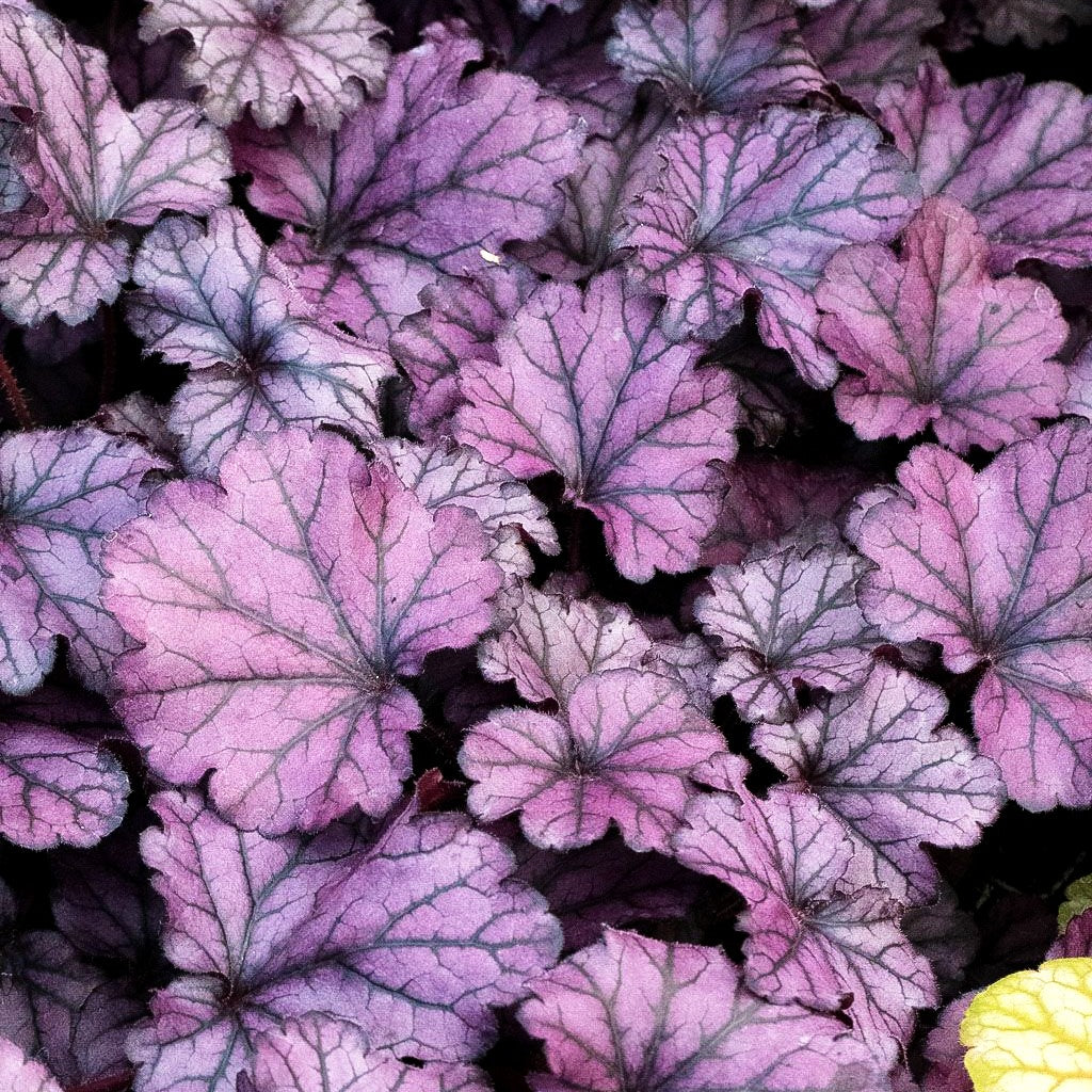 Purpurglöckchen 'Forever Purple' (Heuchera x cult.)