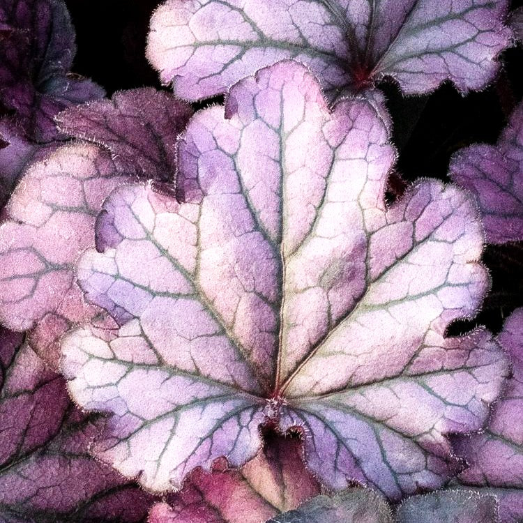 Purpurglöckchen 'Forever Purple' (Heuchera x cult.)